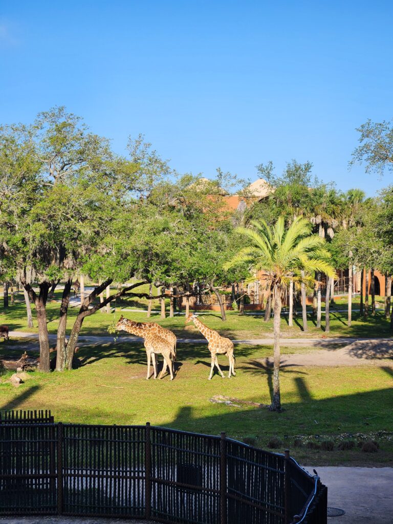 Giraffes on the Savanna at Disney's Animal Kingdom Loge